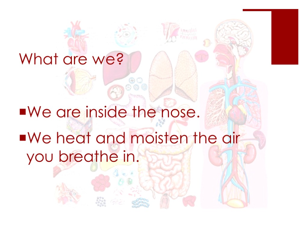What are we? We are inside the nose. We heat and moisten the air
